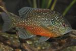 Lepomis marginatus western male3 by BZ