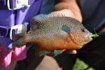 Lepomis megalotis megalotis male3 by JZ