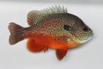 Lepomis megalotis Mississippi River embayment form male2 by BZ