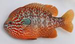 Lepomis megalotis Missouri River basin form male4 by BZ