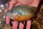 Lepomis megalotis White River basin form male1 by JZ