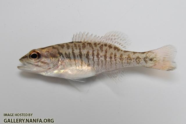 Micropterus coosae juvenile1 by BZ