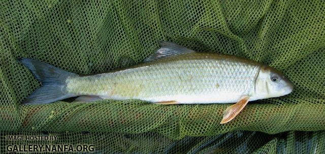 Moxostoma duquesnei female1 by BZ
