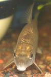 Moxostoma macrolepidotum juvenile1 by BZ