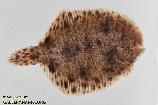 Trinectes maculatus 1 by BZ