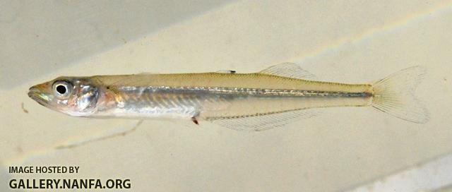 Labidesthes sicculus sicculus 1 by BZ