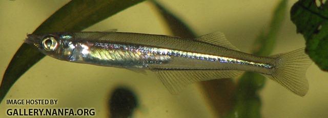 Labidesthes sicculus sicculus 2 by BZ