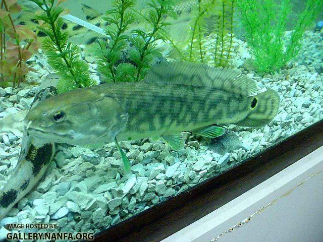 Amia calva male4 by BZ
