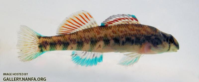 little cedar coosa darter 1 (3)