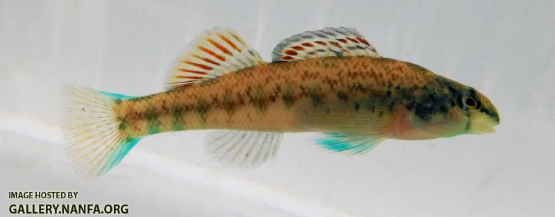 little cedar coosa darter 2 (5)