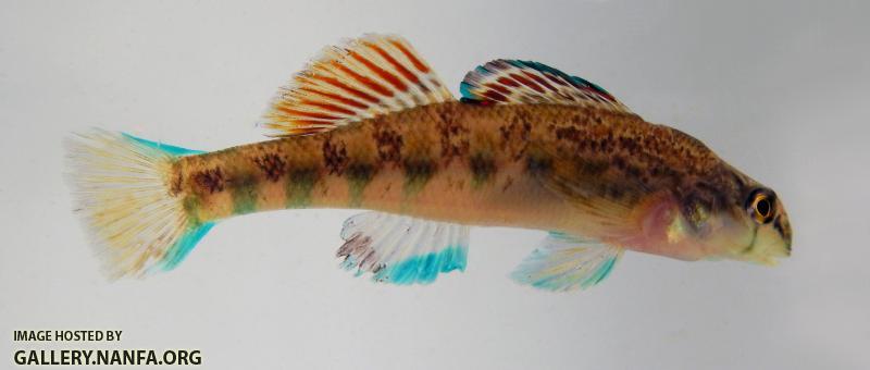 little cedar coosa darter 3 (9)