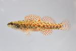 Etheostoma edwini male1 by BZ