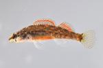 Etheostoma swaini male1 by BZ