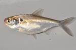 Dorosoma cepedianum 1 by BZ