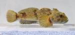 Cottidae Sculpin Family