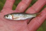 Clinostomus funduloides 3 by JZ