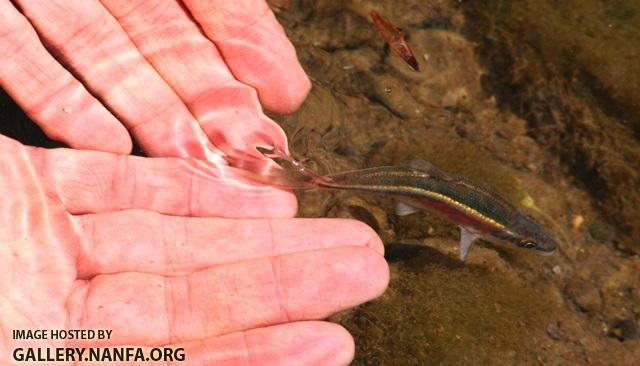 Clinostomus elongatus male6 by JZ