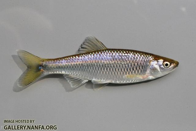Cyprinella spiloptera male5 by BZ