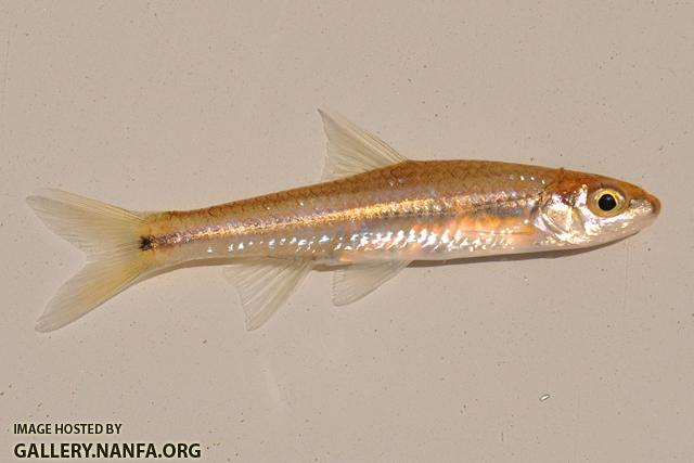Hybopsis cf. winchelli Coastal Chub 1 by BZ