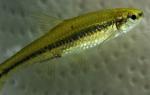 Notropis anogenus 3 by BZ