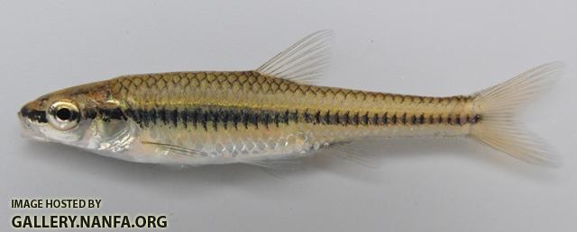 Notropis heterolepis 1 by BZ