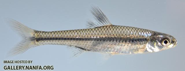Opsopoeodus emiliae emiliae 1 by BZ