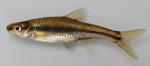 Opsopoeodus emiliae peninsularis 1 by BZ