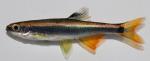 Pteronotropis cf. metalicus Alafia Shiner 1 by BZ