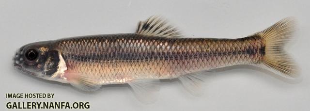 Pimephales notatus male1 by BZ