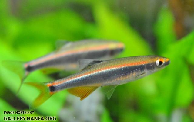 Pteronotropis cf. metalicus Alafia Shiner 2 by BZ