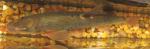 Rhinichthys cataractae male10 by JZ