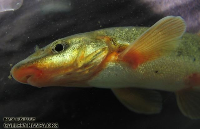 Rhinichthys cataractae male8 by JZ
