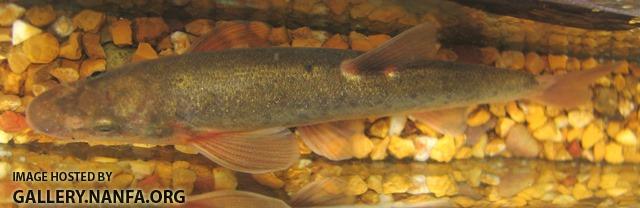 Rhinichthys cataractae male10 by JZ