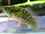 Jordanella floridae male1 by BZ