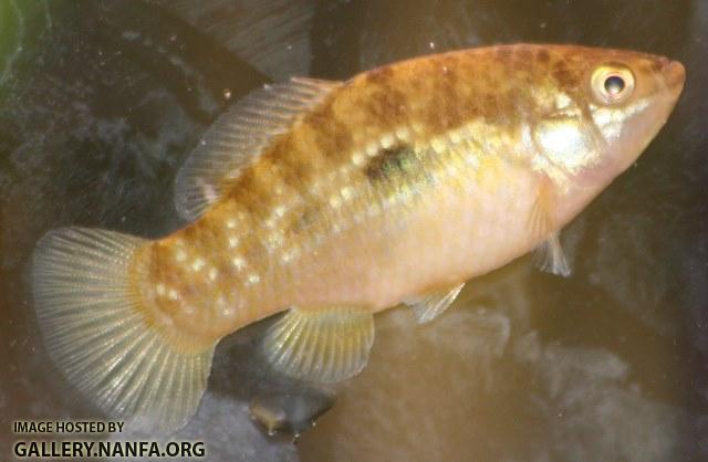 Jordanella floridae female1 by BZ