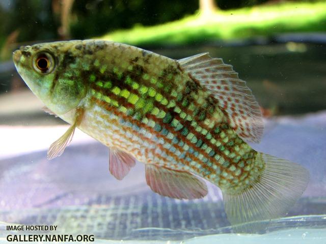 Jordanella floridae male1 by BZ