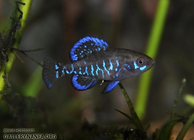 Elassoma gilberti male1 by BZ