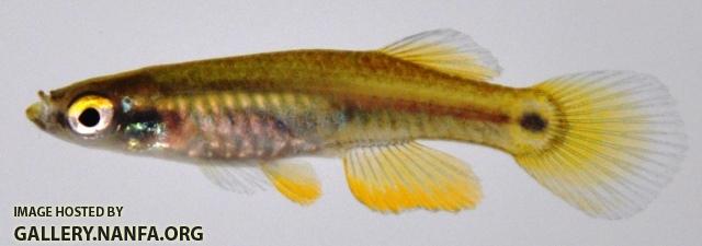 Leptalucania ommata male1 by BZ