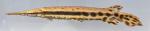 Lepisosteidae Gar Family