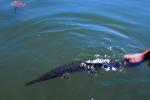 Lepisosteus oculatus4 by DZ