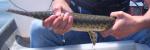Lepisosteus oculatus5 by DZ