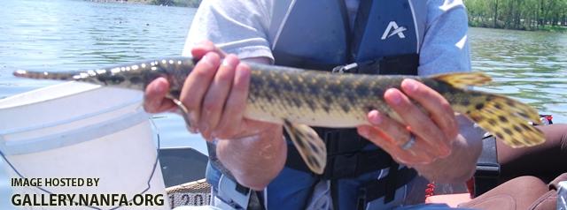Lepisosteus oculatus6 by DZ