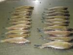 Morone chrysops x saxatilis left Morone chrysops right by BZ