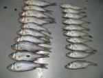 Morone chrysops x saxatilis right Morone chrysops left2 by BZ
