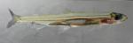 Osmeridae Smelt Family