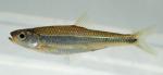 Notropis scepticus male1 by BZ