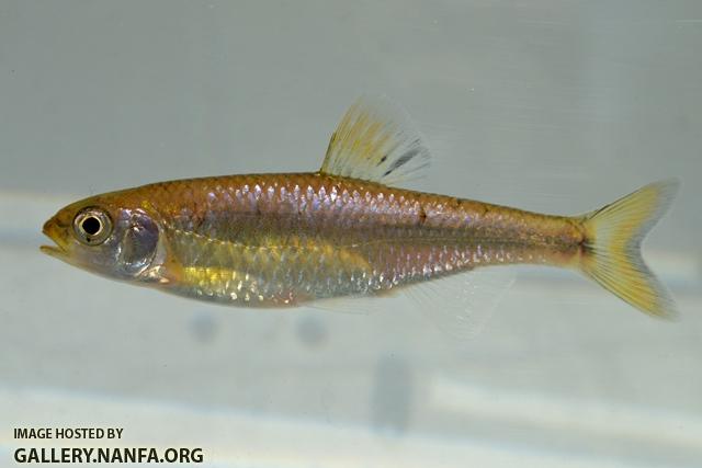 Cyprinella pyrrhomelas female1 by BZ