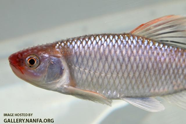 Cyprinella pyrrhomelas male2 BZ