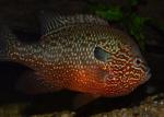 Lepomis megalotis Missouri River basin form male8 by BZ