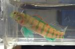 Etheostoma baileyi male1 by AK